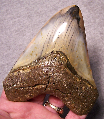 #ad MEGALODON SHARK TOOTH 4 15 16quot; FOSSIL TEETH STUNNING COLOR HUGE DIAMOND POLISHED $169.00