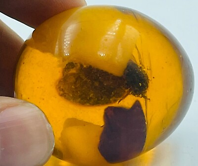 #ad #ad Beautiful ancient amber with fossilized million year old insect $100.00