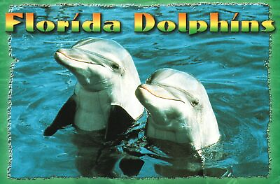#ad Postcard Greetings From Florida Dolphins Randall S. Wells Photo Scenic Florida $8.09