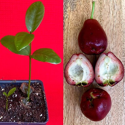 #ad Purple Malay Apple Syzygium malaccense Fruit Tree Starter Potted Plant Very RARE $24.29