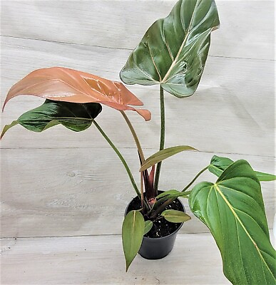 #ad Philodendron Summer Glory Philodendron Gloriosum Hybrid houseplant in 6quot; Pot $25.99