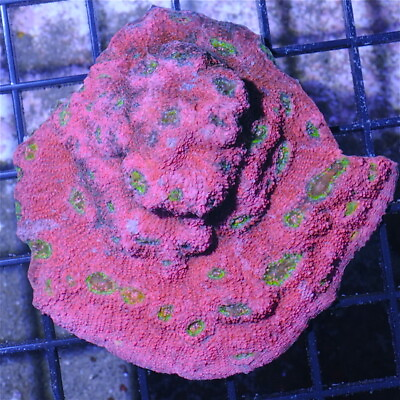 #ad WWC Pink Boobies Chalice live coral frag bounce SPS LPS $48.00