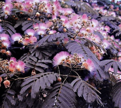#ad 10 Summer Chocolate Mimosa Tree Seeds Silk Tree Albizia julibrissin Seed 162 $4.99