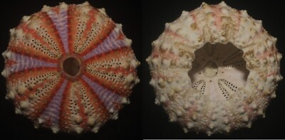 #ad Tonyshells Seashell Sea urchin SUPERB COLOR 43mm F gem deep watermultiple $29.95