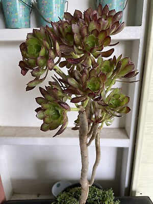 #ad hybrid Cluster Aeonium fireracker 18” Bare Roots $45.00