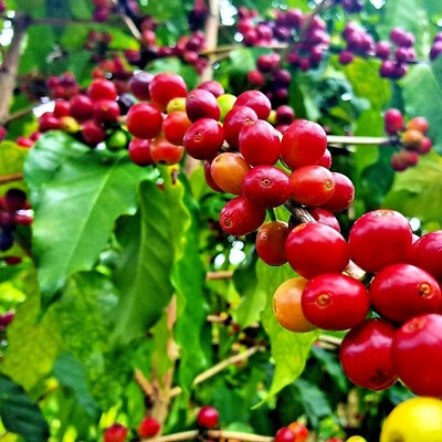 #ad 10 quot;HAWAIIAN KONAquot; COFFEE BEAN SEEDS Coffea arabica Mountain Plant Tree RARE $7.95