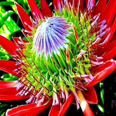 #ad 5 KING PROTEA CYNAROIDES SEEDS *GIANT 12quot; FLOWERS* Rare Exotic Garden Plant $9.95