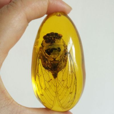 #ad Beautiful Amber Cicada Fossil Insects Manual Polishing $9.30