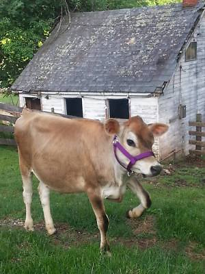 #ad Cow Bull Yearling Calf Newborn Cattle Halter USA Made $24.95