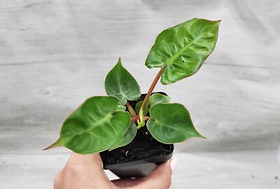 #ad Philodendron billietiae rare live houseplant in 3quot; pot $12.99