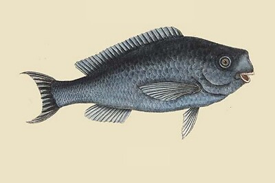 #ad Blue Fish by Mark Catesby Art Print $285.99