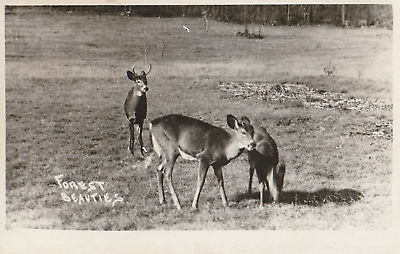 #ad Vintage Photo Postcard Forest Beauties Deer Black amp; White Photo $2.06