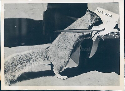 #ad #ad 1943 Press Photo Sam Pens Appeal OPA Letter Future Brethren Animal Squirrel $24.99