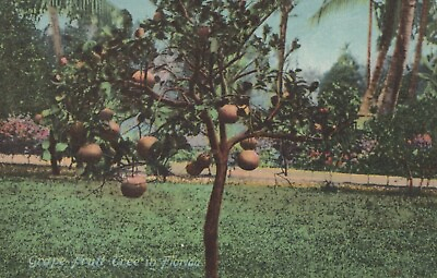 #ad Grape Fruit Tree In Florida FL Vintage Divided Back Post Card $12.73