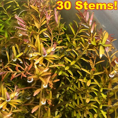 #ad ✅SALE 30 STEMS ROTALA MAGENTA EASY BEGINNER LOW LIGHT LIVE AQUARIUM PLANT NO CO2 $23.99