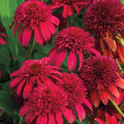 #ad 50 Double Cranberr Coneflower Seeds Echinacea Perennial Flower Flowers Seed 1039 $4.39