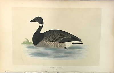 #ad F. O. MORRIS BRENT GOOSE 1st EDITION c. 1851 255 HANDCOLORED $20.00