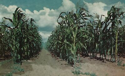 #ad Vintage Postcard In Iowa Corn Is King Farming Golden Corn Autumn Produce Iowa IA $8.09