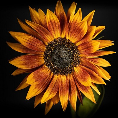 #ad Sunflower Seeds Rare Red Sun Orange Heirloom Free Shipping $20.00
