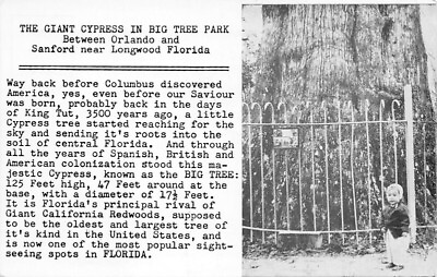 #ad Giant Cypress in Big Tree Park nr Longwood Fl btwn Orlando amp; Sanford $6.99