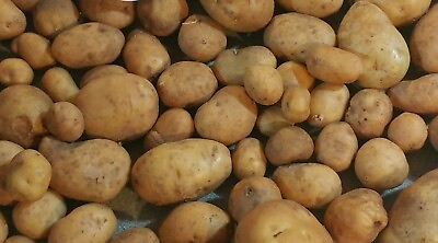 #ad Yukon Gold TPS True Potato Seed 50 Organic Seeds Yellow Mix Potatoes Berry USA $9.99
