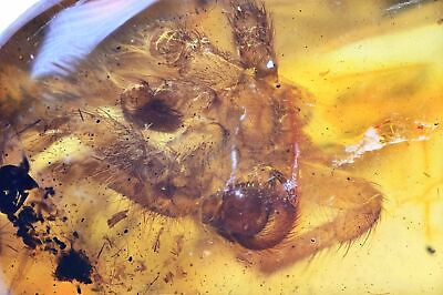 #ad Large Spider possible Theraphosidae Fossil Inclusion in Dominican Amber $450.00