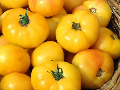#ad Golden Queen Heirloom Tomato Seeds Organic Bulk Wholesale Rare Tomatoes $2.49