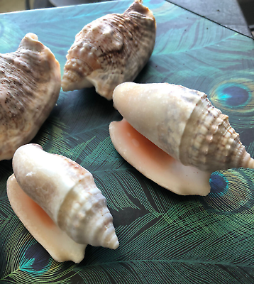 #ad 6 Pc Lot Sea Shells Diana Conch Hermit Crab Craft Decor LOT 2quot; 3quot; Size mix $9.37