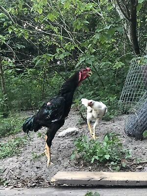 #ad Pure Malay Chicken 8 Hatching Eggs $200.00