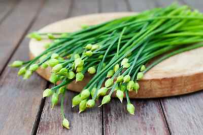 #ad 150 GARLIC CHIVE CHIVES HERB SEEDS heirloomseedguy 2024 NON GMO $1.68