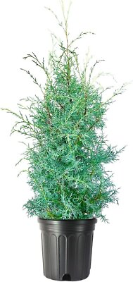 #ad Carolina Sapphire Cypress Tree Extra Large 3 Gallon Trees Hardy $119.98