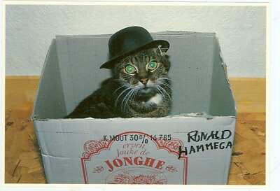 #ad CAT CAT IN BOX WITH HAT ON 1985 4quot;X6quot; CAT 23* $1.00