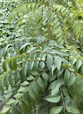 #ad Curry Leaf Plant Murraya koenigii 6” 10 Inches plant $17.00