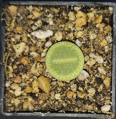 #ad Lithops aucampiae subs. euniceae cv. Bellaketty c48a phyto available $4.99
