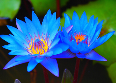 #ad 20 Blue Lotus Seeds Egyptian lotus Nymphaea caerulea germination seeds $8.00