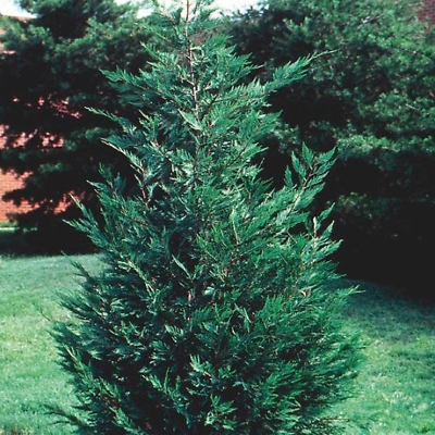 #ad 15 Leyland Cypress trees 2.5quot; inch pot $58.00