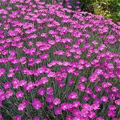 Dianthus Cheddar Pink 50 Seeds BOGO 50% off SALE $3.39