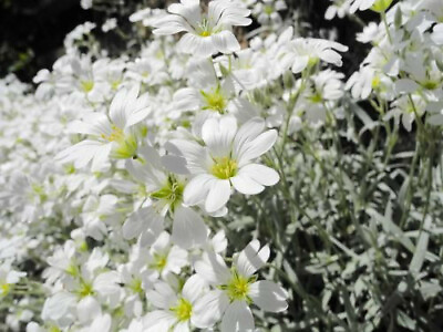 #ad 200 Snow In Summer Cerastium PERENNIAL GROUND COVER White Flower Seeds $2.49
