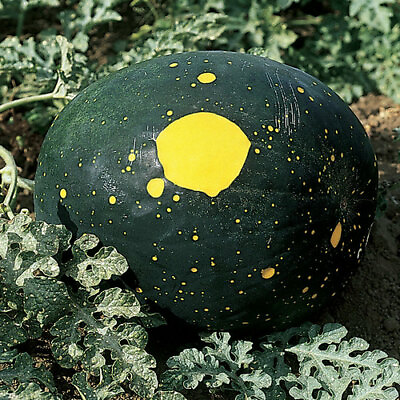 #ad Moon amp; Stars Watermelon Seeds Non GMO Free Shipping Seed Store 1042 $3.59