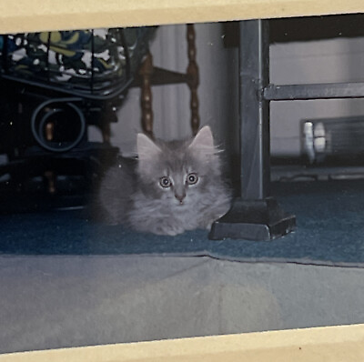 #ad Vintage 1969 Photo 35mm Slide Gray Kitten Pet Cat $13.98
