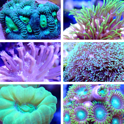 #ad Coral Frag Value Pack Multiple Sizes to Choose From Click to See Them All $188.99