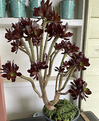 #ad hybrid Cluster Aeonium fireracker 18” Bare Roots $80.00