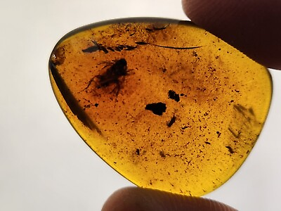 #ad #ad Burmese Amber with Roach Inclusion Cretaceous Fossil Myanmar $64.78