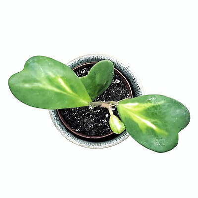 #ad Hoya Kerrii Reverse Variegated Perfect Gift For Valentine#x27;s Day CA Seller $18.99