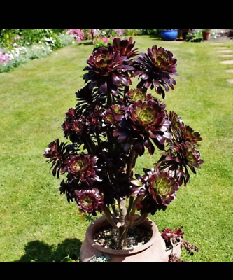 #ad Aeonium Zwartkop ‘Black Rose’ Succulent Plant $10.99
