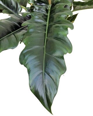 #ad Jungle Boogie Philodendron 4quot; Pot New Easy to Grow $14.99