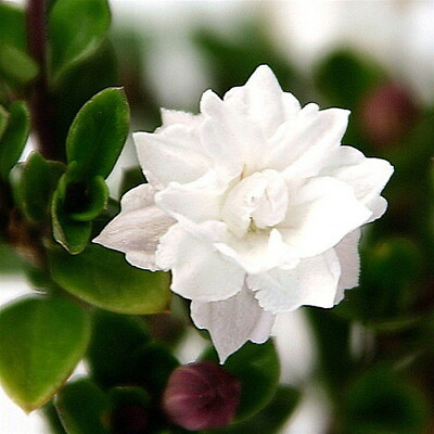 #ad Double White Serissa Tree 2.5quot; Pot House Plant Fairy Garden Plant Bonsai $9.99