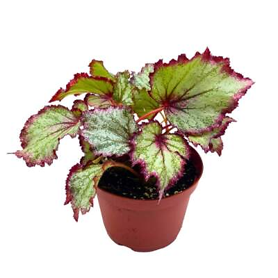 #ad Ring of Fire Begonia Rex 6 inch Pink Edge Green and White $29.99