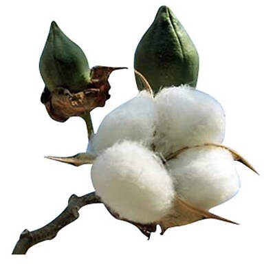 #ad American White Cotton Gossypium Hirsitum 25 Seeds. Heirloom Non GMO USA $5.95