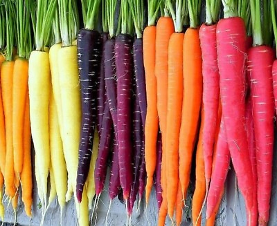 #ad Rainbow Blend Carrot Seeds Heirloom Non GMO Fresh Garden Seeds $192.00